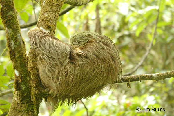 Two-toed Sloth just hanging out