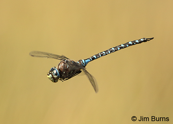 Variable Darner male spotted form in flight, Deschutes Co., OR, August 2015