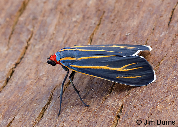 Veined Ctenucha Moth, Arizona--0564