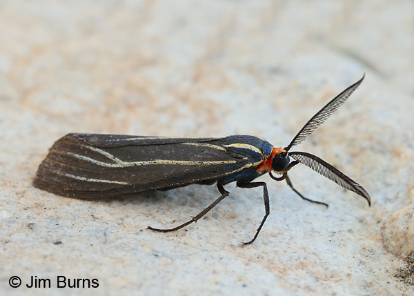 Veined Ctenucha Moth, Arizona