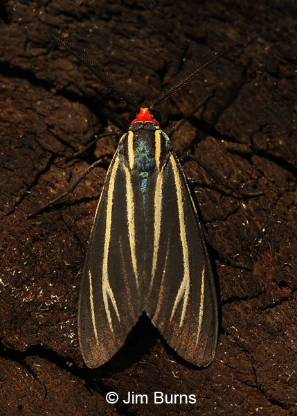 Veined Ctenucha Moth dorsal view, Arizona