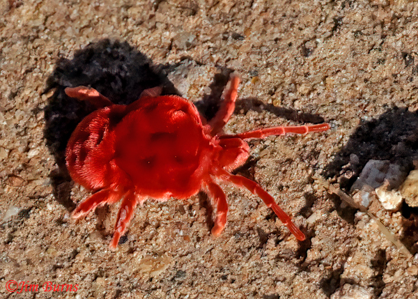 Velvet Mite--2057