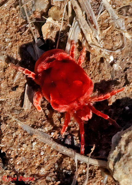 Velvet Mite--2060