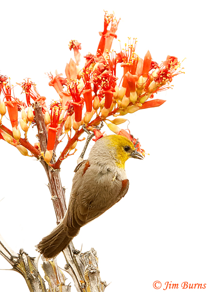 The subdued colors of a tiny, resident  Verdin perfectly accent a flowering Ocotillo in the Chihuahuan Desert Exhibit.