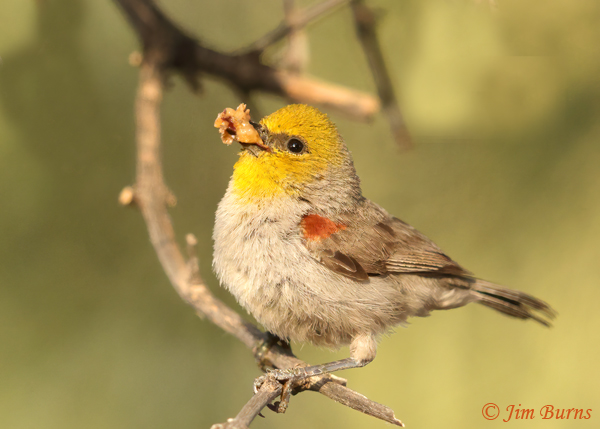 Verdin with scale insects for nestlings--3623