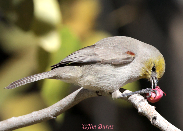 Verdin holding berry down with foot to facilitate eating--5804