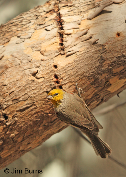 A Verdin, a permanent resident, opportunistically visits a row of the sapsucker's wells in the Eucalyptus Forest to glean sap and the insects attracted to it.