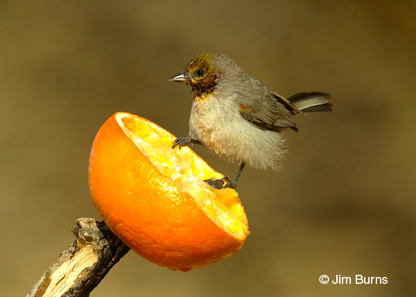 Verdin with stained face feeding on orange