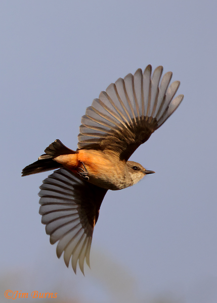 Vermilion Flycatcher female, ventral flight--1445