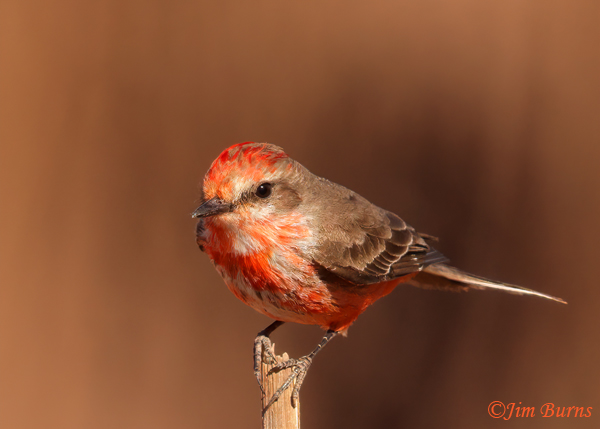 Vermilion Flycatcher male, formative plumage coming into red--3249