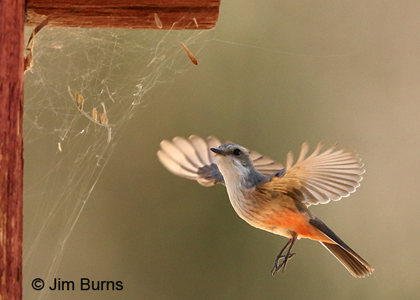 Vermilion Flycatcher female gleaning cobwebs for nest building