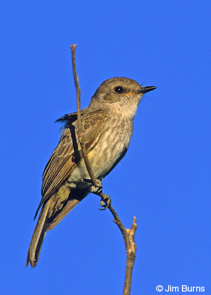 Vermilion Flycatcher juvenile