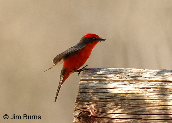 Vermilion Flycatcher male with insect