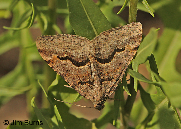 Vermilion Granite Moth, Arizona