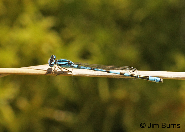 Vernal Bluet male dorsal view, Essex Co., VT, July 2014