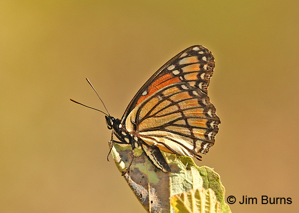 Viceroy underwing, Missouri
