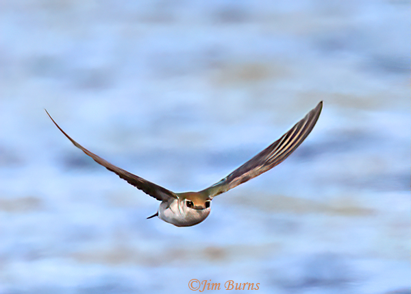 Violet-green Swallow immature in flight--6291