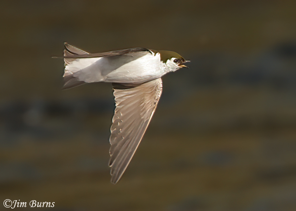 Violet-green Swallow calling--6303