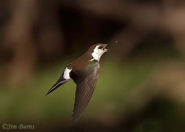 Violet-green Swallow on point--6311