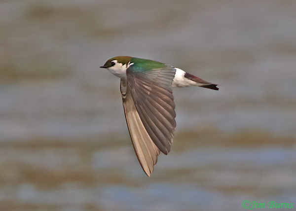 Violet-green Swallow male in flight--6462