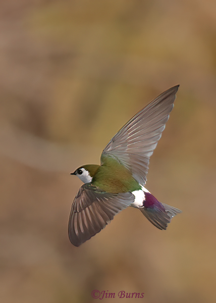 Violet-green Swallow showing true colors--6474