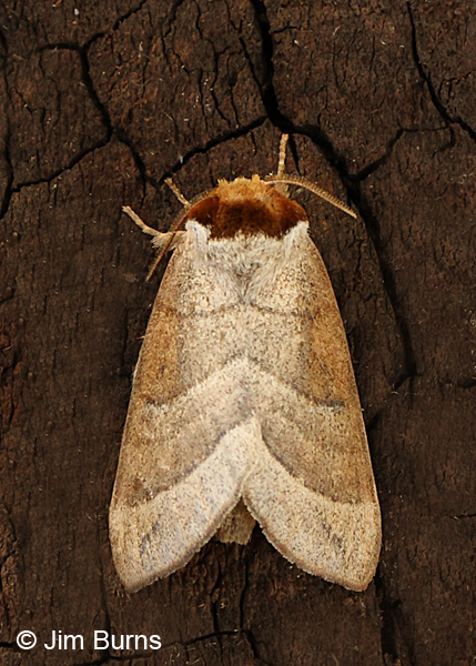 Walnut Caterpillar Moth dorsal view, Arizona