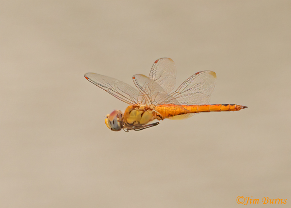 Wandering Glider female in flight, Maricopa Co., AZ, August 2022--1592