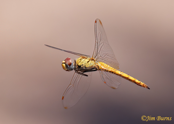 Wandering Glider male in flight, Maricopa Co., AZ, August 2024--2473