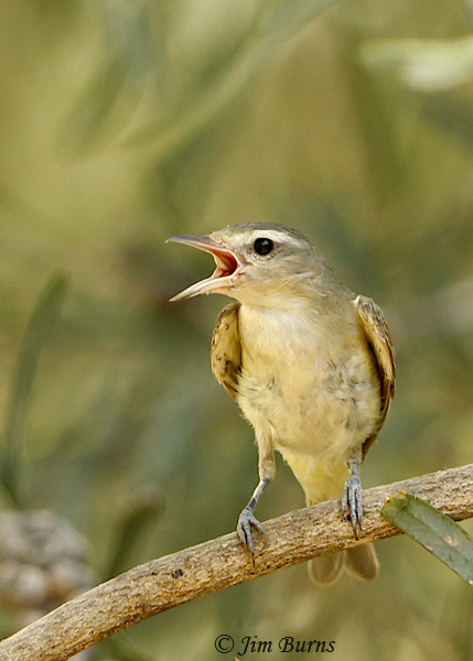 Warbling Vireo (swainsoni) gular fluttering to thermoregulate--2166