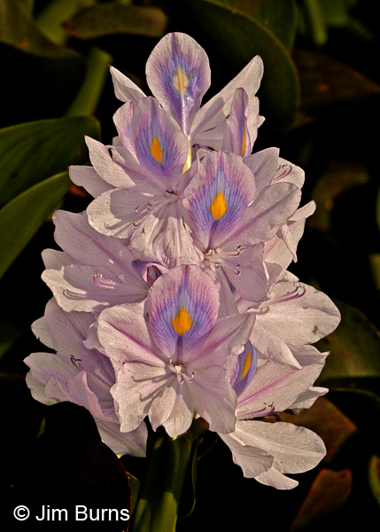 Water Hyacinth, Texas