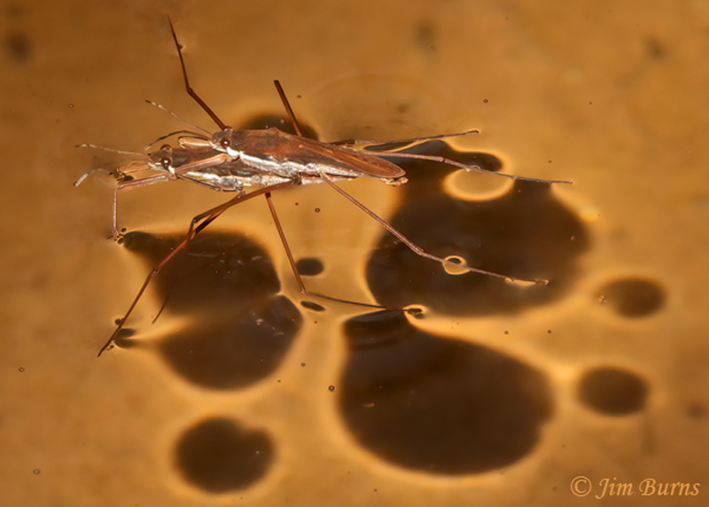 Water Striders in Love--8237L