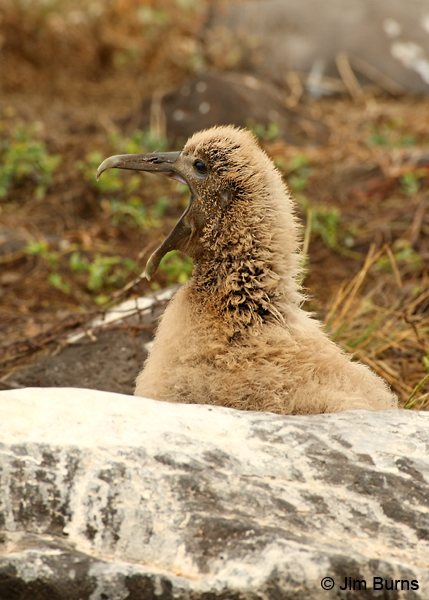 Waved Albatross nestling