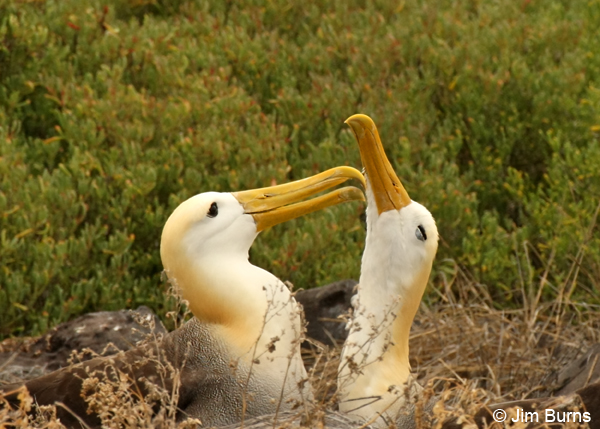 Waved Albatrosses allopreening
