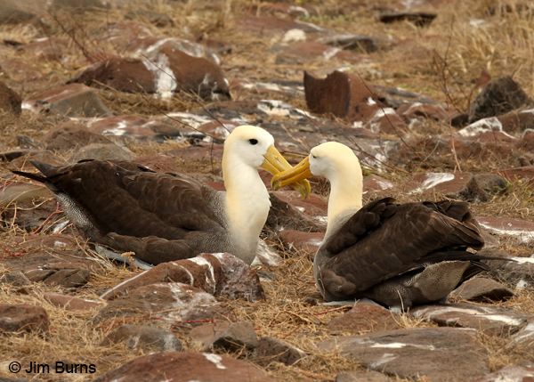 Waved Albatrosses billing