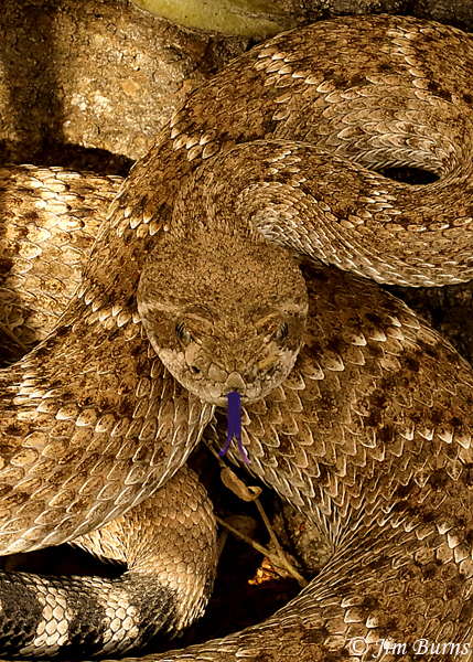 Western Diamondback Rattlesnake close-up--1493