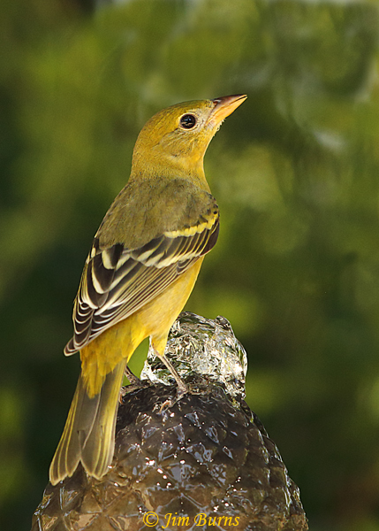 Western Tanager female dorsal view--5918