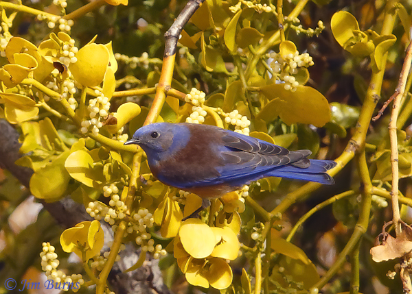 Western Bluebird male in Mistletoe--0581