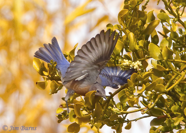 Western Bluebird male rebalancing while feeding--0592