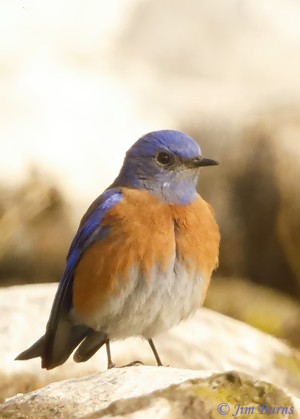Western Bluebird male on river rock--2274