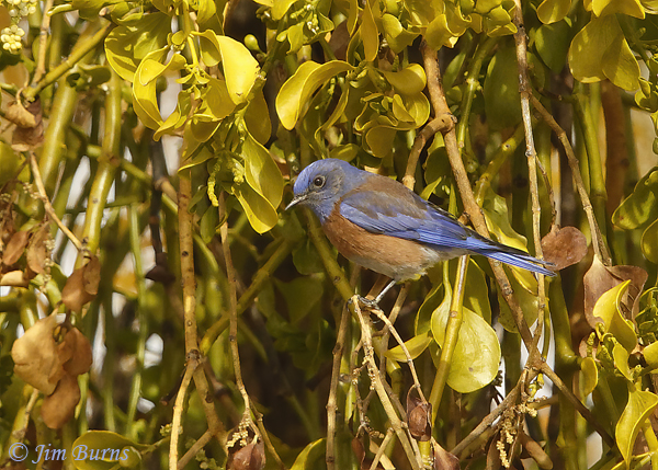 Western Bluebird male in Mistletoe #2--0584