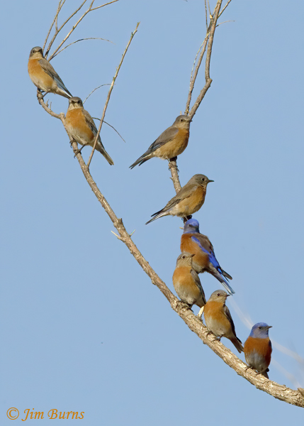 Western Bluebird winter flock--2013