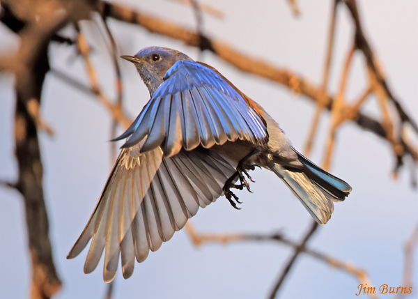 Western Bluebird male rising--2396