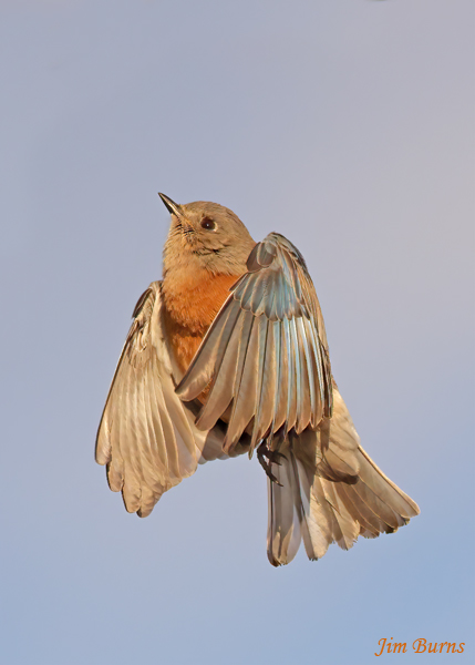 Western Bluebird female rising--2399