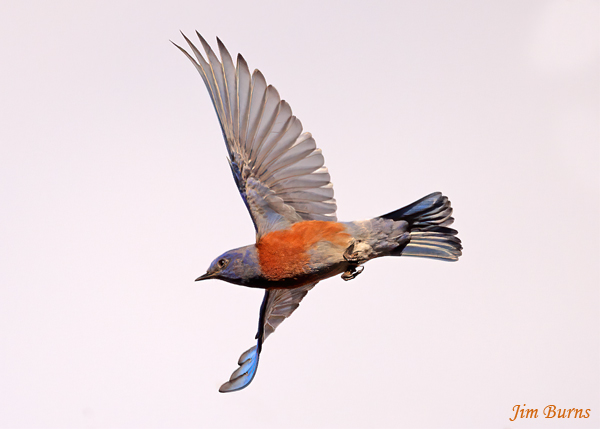 Western Bluebird male in flight--2503