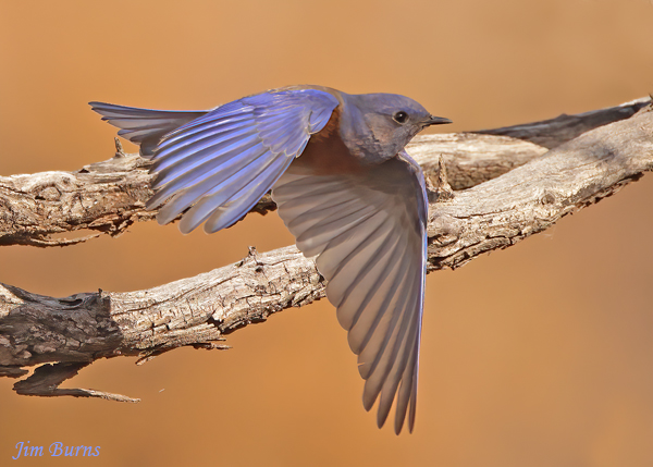 Western Bluebird male in flight, dorsal wing--2597