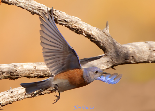 Western Bluebird male in flight, ventral wing--2598--2