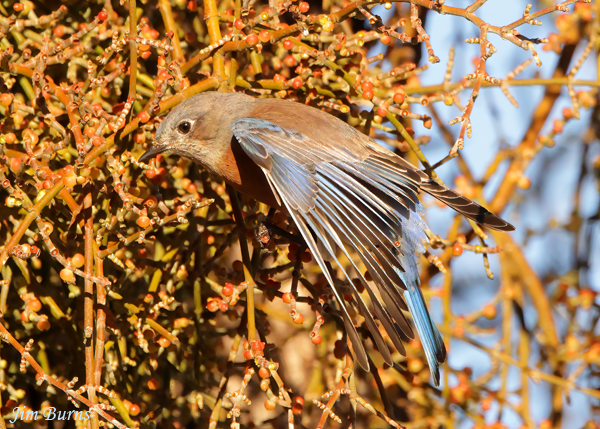 Western Bluebird female feeding in Mistletoe--2770