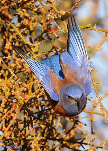 Western Bluebird dropping out of Mistletoe--2799