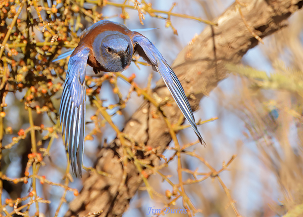Western Bluebird male flying out of Mistletoe--2800