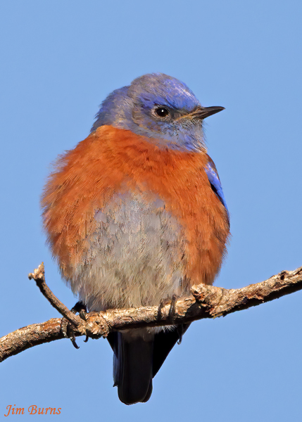 Western Bluebird male portrait--2855